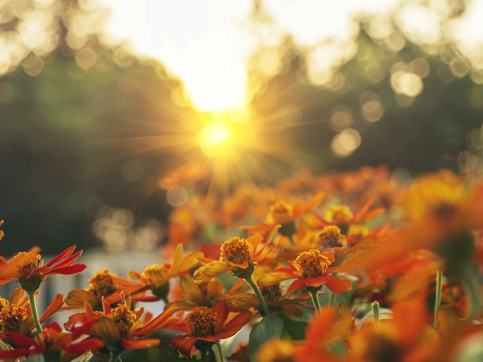 Golden sunrise over a field of orange flowers